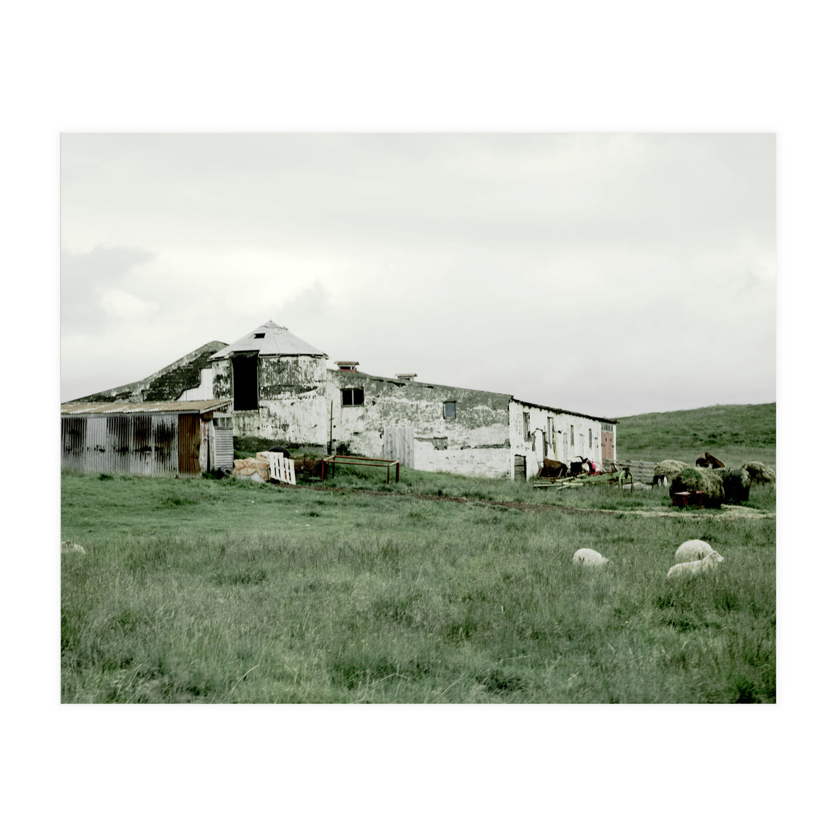 Sheep with a farmhouse - Iceland  (Print Only)