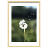 Dandelion Wish Photography thumbnail