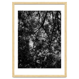 Tree From Below Black Silhouette thumbnail
