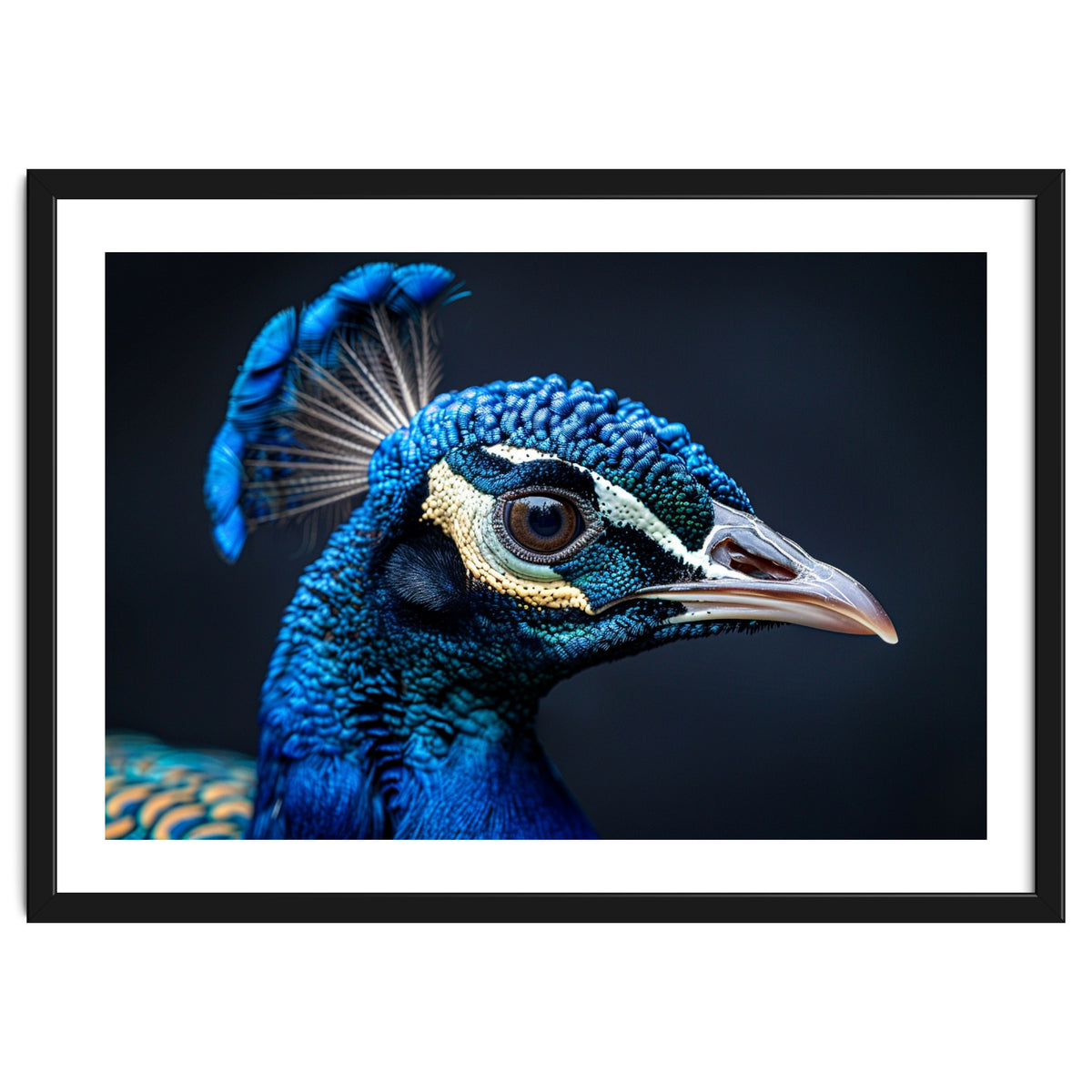 Close Up Of A Peacock Head Blue Feather