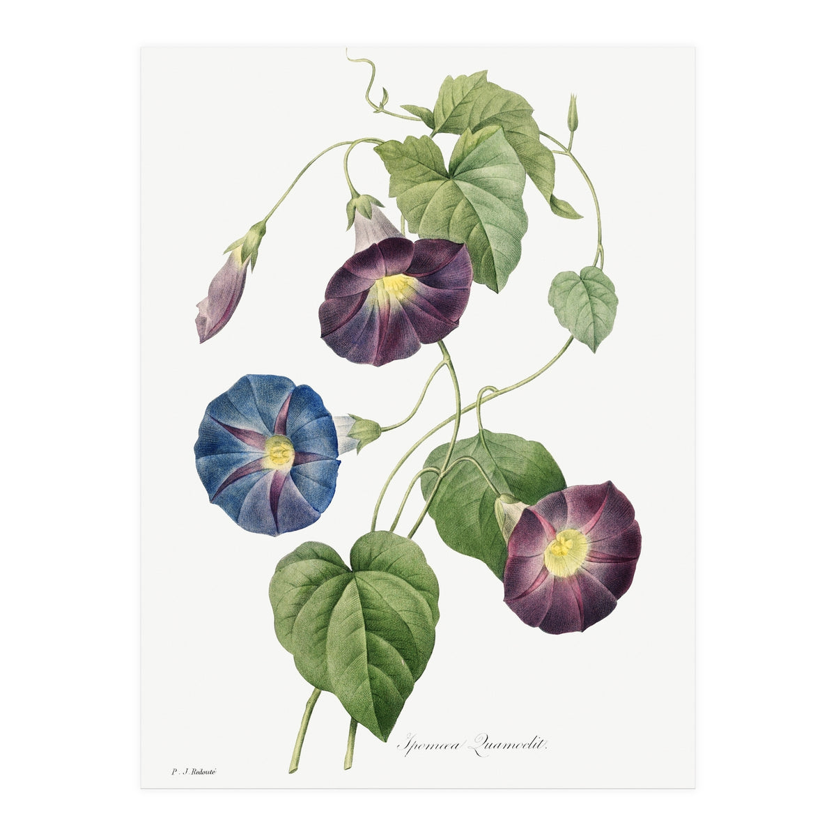 Pierre-Joseph Redouté & Henry Joseph Redouté – Star-Glory Morning-Glory (1827) (Print Only)