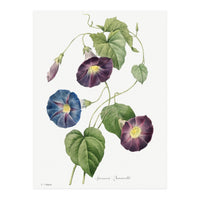 Pierre-Joseph Redouté & Henry Joseph Redouté – Star-Glory Morning-Glory (1827) (Print Only)