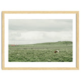 Horses in the middle of the green field - Iceland thumbnail