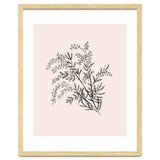 Acacia Botanical illustration thumbnail