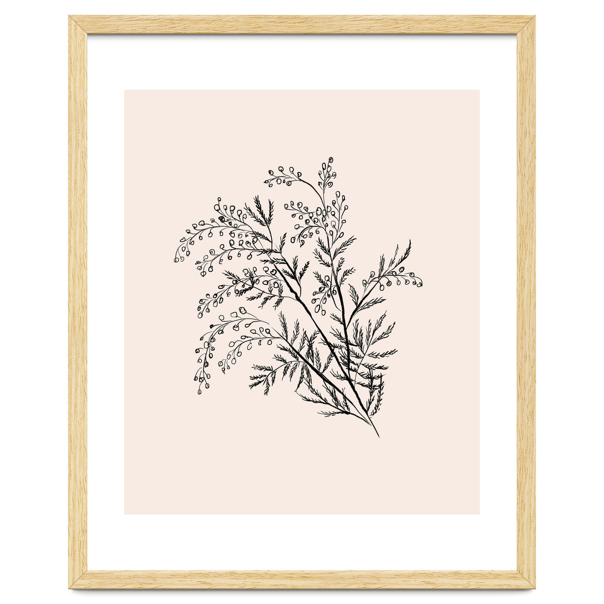 Acacia Botanical illustration