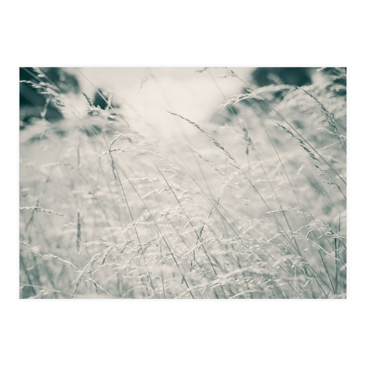 Walking Through Long Grass (Print Only)