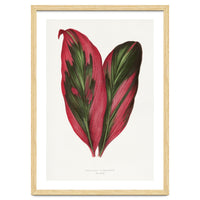 Alexander Francis Lydon & Benjamin Fawsett – Pink Dracaena Terminalis Leaf (1865)