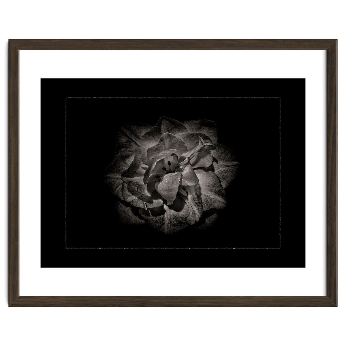 Backyard Flowers In Black And White No 81 with Border