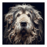 Old Dog 010 (Print Only) thumbnail