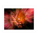 Backyard Flowers No 40 Color Flow Version (Print Only) thumbnail