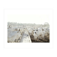 LIVING TOGETHER - WHITE COWS FAMILY (Print Only)