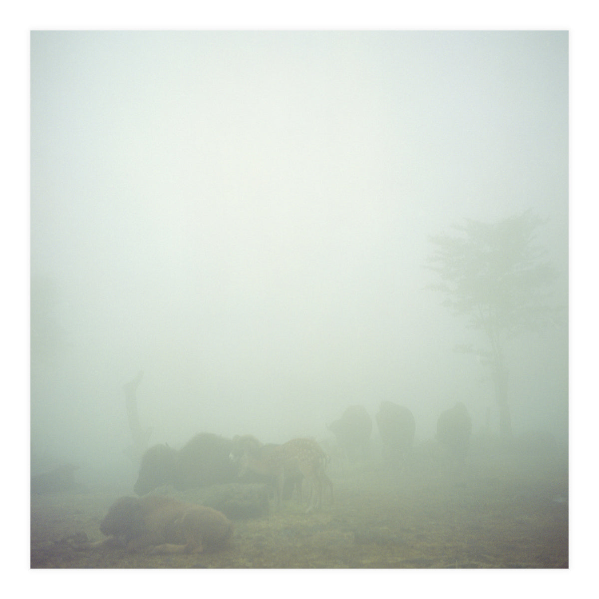 Silence of breath - 03 (Print Only)