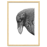 Huginn thumbnail