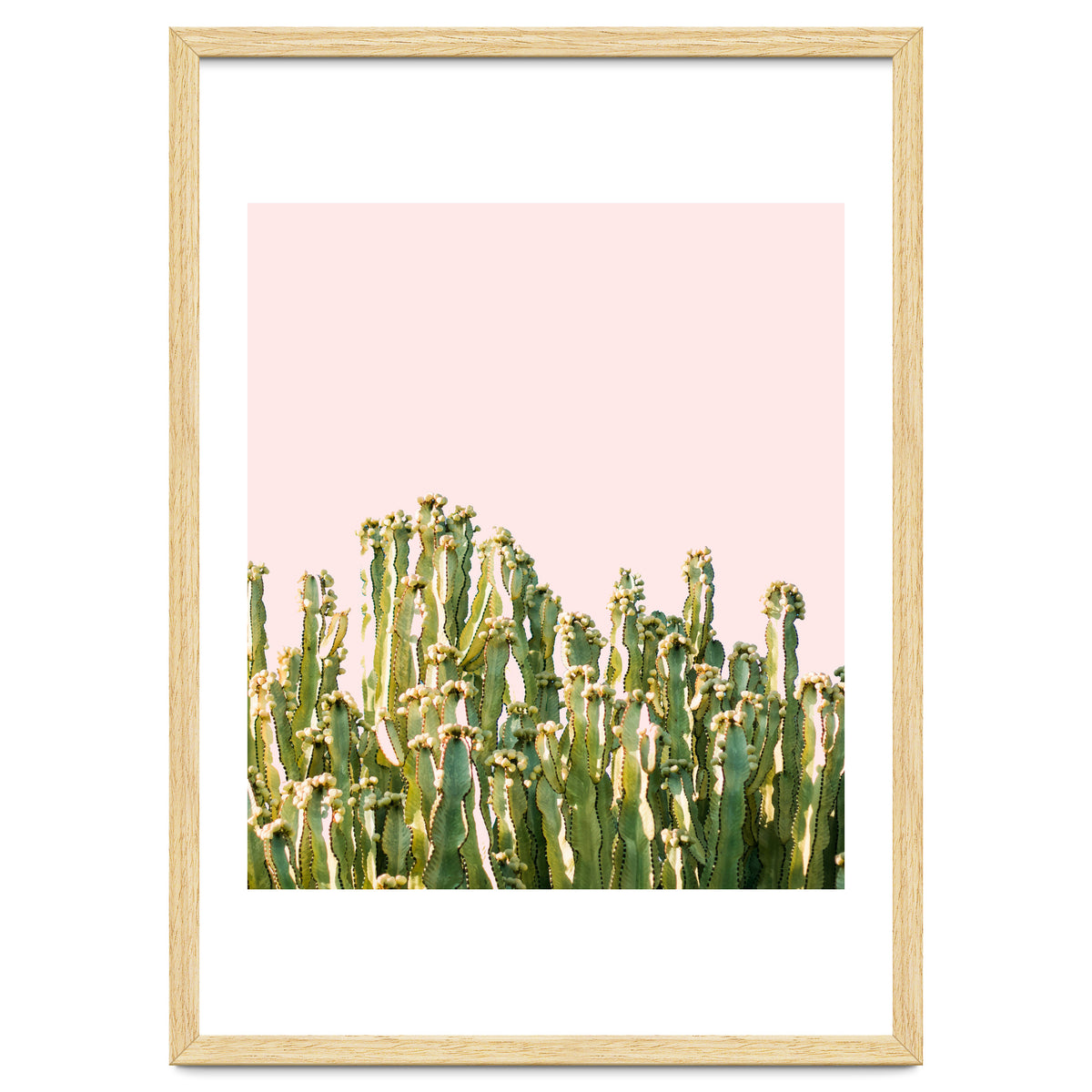 Cactus Blush #society6 #decor #buyart