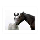 Two Horses (Print Only) thumbnail