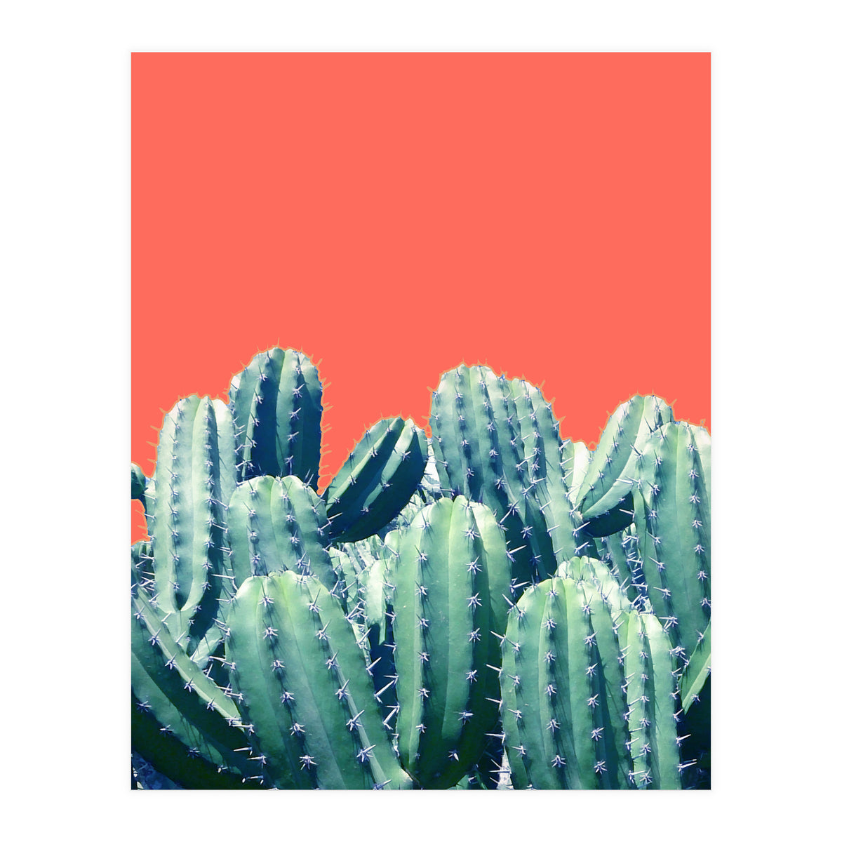 Cactus On Coral (Print Only)
