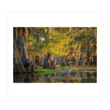 Heron in the swamps (Print Only) thumbnail