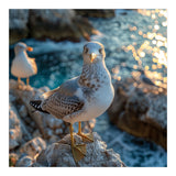 Seagull Standing On Rocks Near Water (Print Only) thumbnail