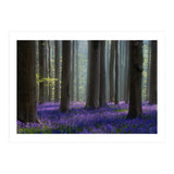 Bluebell forest (Print Only) thumbnail