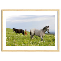 Equine Family