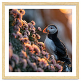 Puffin Bird On Rocks Near Pink Flowers At Sunset thumbnail