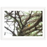 Mini sun thumbnail