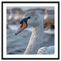 Majestic Swan Portrait In Snowy Waters