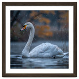 Swan Floating Gracefully On Water In Autumn thumbnail