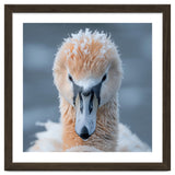 Majestic Swan Covered In Frost And Snow thumbnail