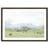 Relaxing horses on a sunny day calm field - Iceland thumbnail