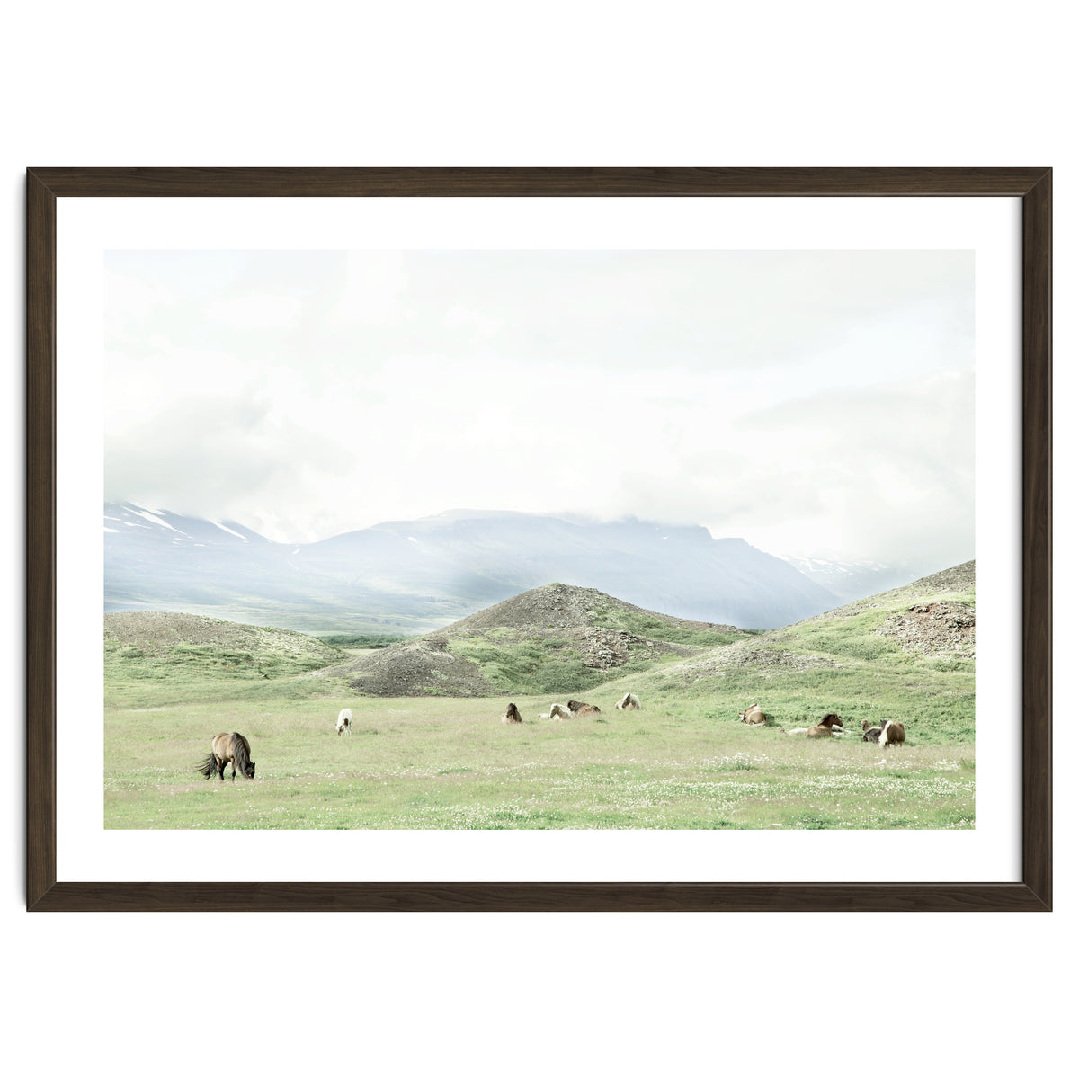 Relaxing horses on a sunny day calm field - Iceland