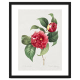 Pierre-Joseph Redouté – Finest Flowers and Fruits (1833) thumbnail