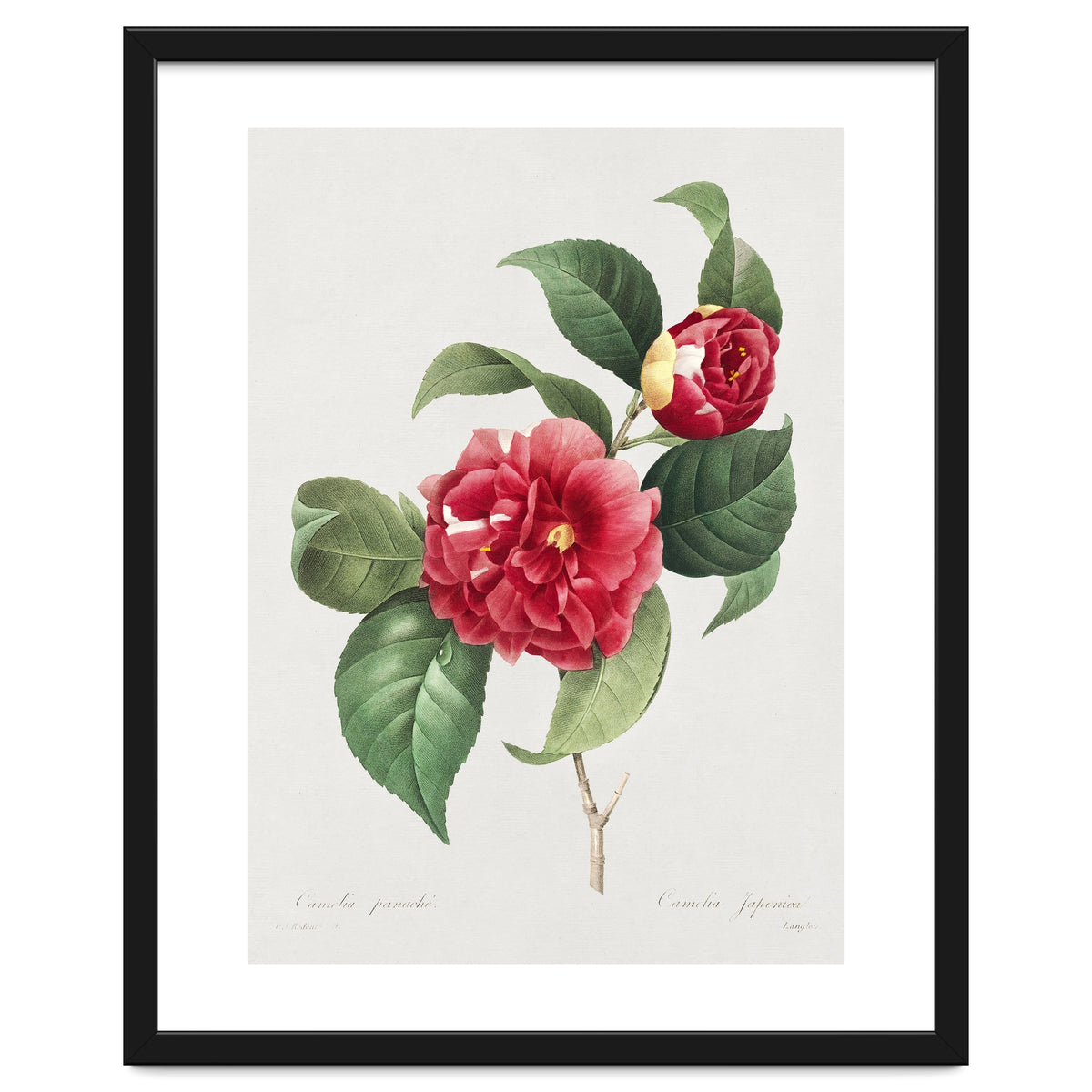 Pierre-Joseph Redouté – Finest Flowers and Fruits (1833)