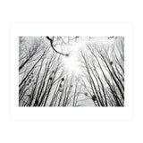 Bare trees in the winter sky (Print Only) thumbnail