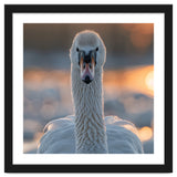Close Up Portrait Of A Majestic Swan thumbnail