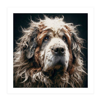 Old Dog 01 (Print Only)