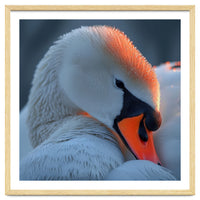 Close Up Of A White Swan With Water Droplets