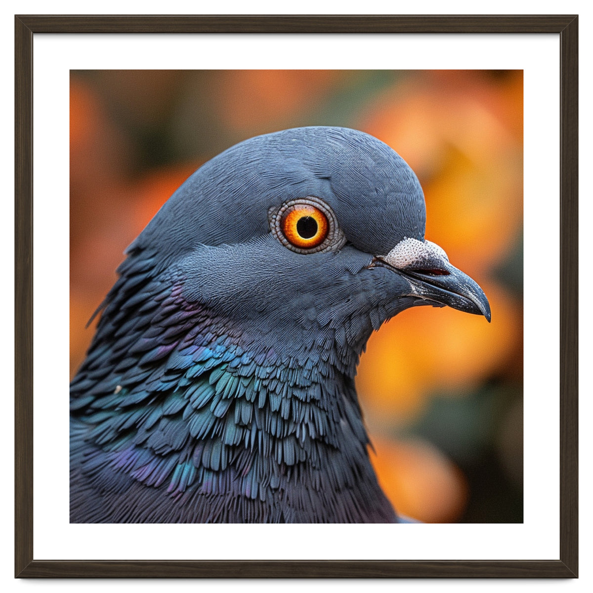 Close Up Of A Pigeon's Head And Neck
