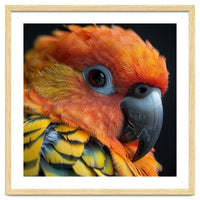 Close Up Of A Sun Conure Parrot's Head