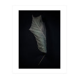 Leaves No 3 Color Version (Print Only) thumbnail