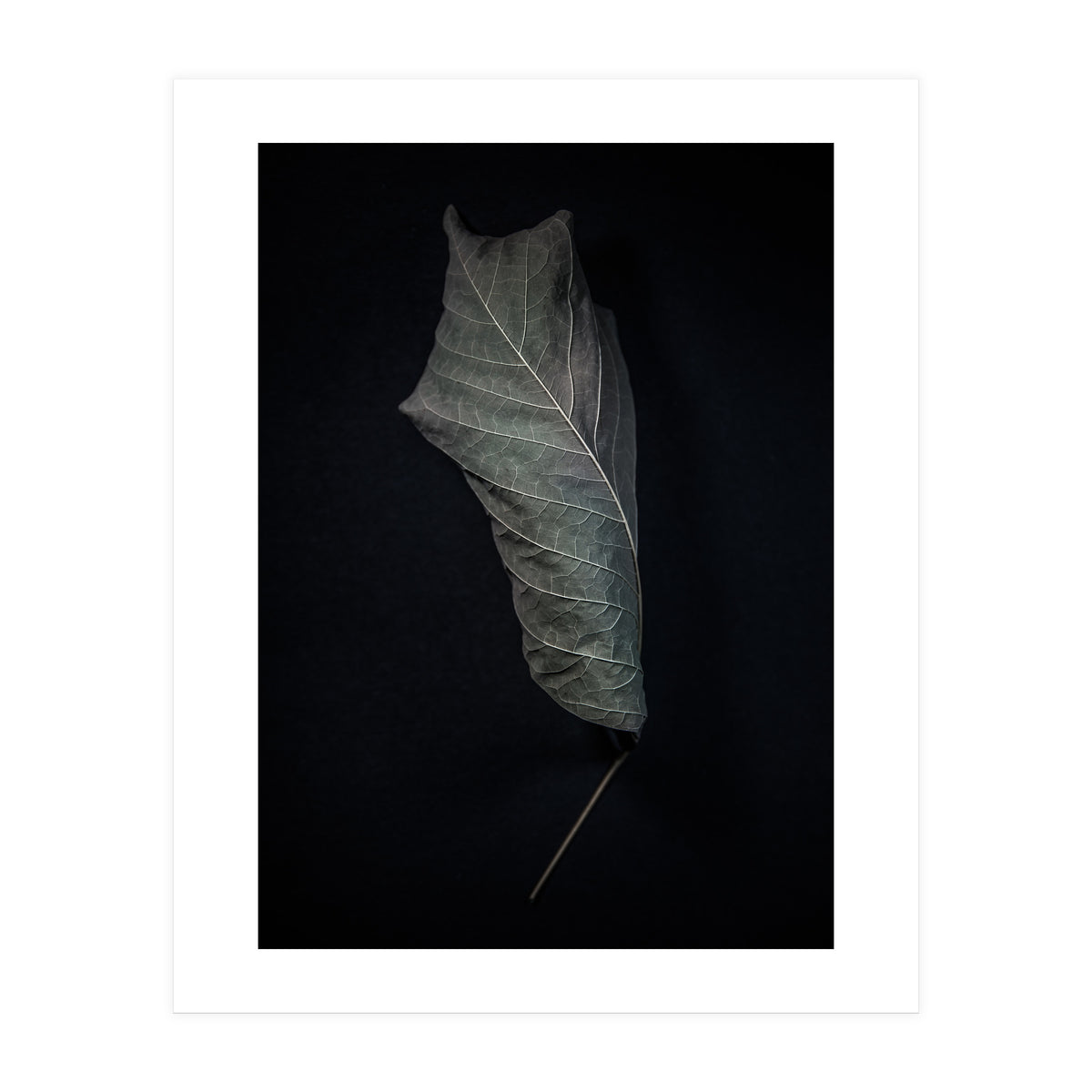 Leaves No 3 Color Version (Print Only)