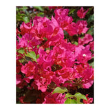 Pink Bougainvillea Flowers (Print Only) thumbnail