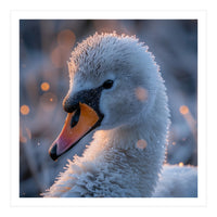 Close Up Frosty Swan Head During Golden Hour (Print Only)