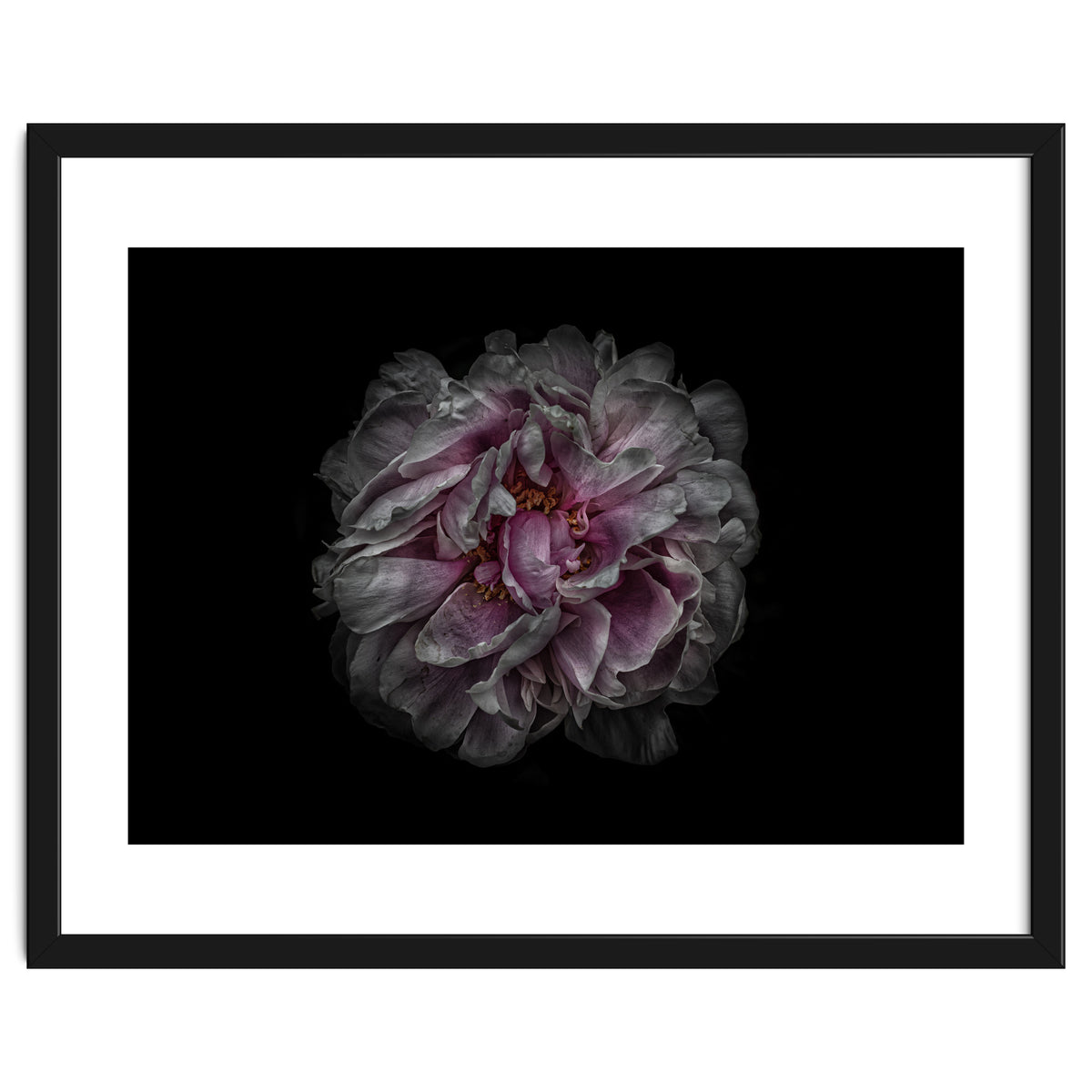 Backyard Flowers No 118 Color Version