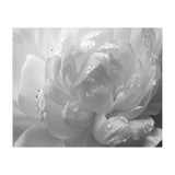 Ethereal Monochromatic Peony Petal Macro (Print Only) thumbnail