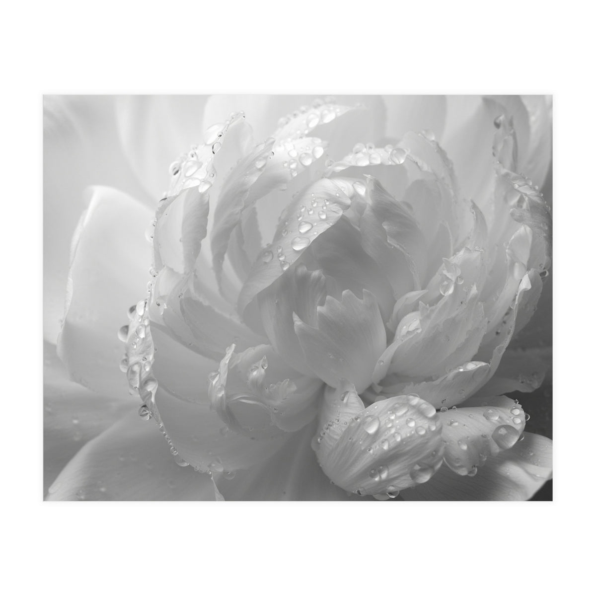 Ethereal Monochromatic Peony Petal Macro (Print Only)