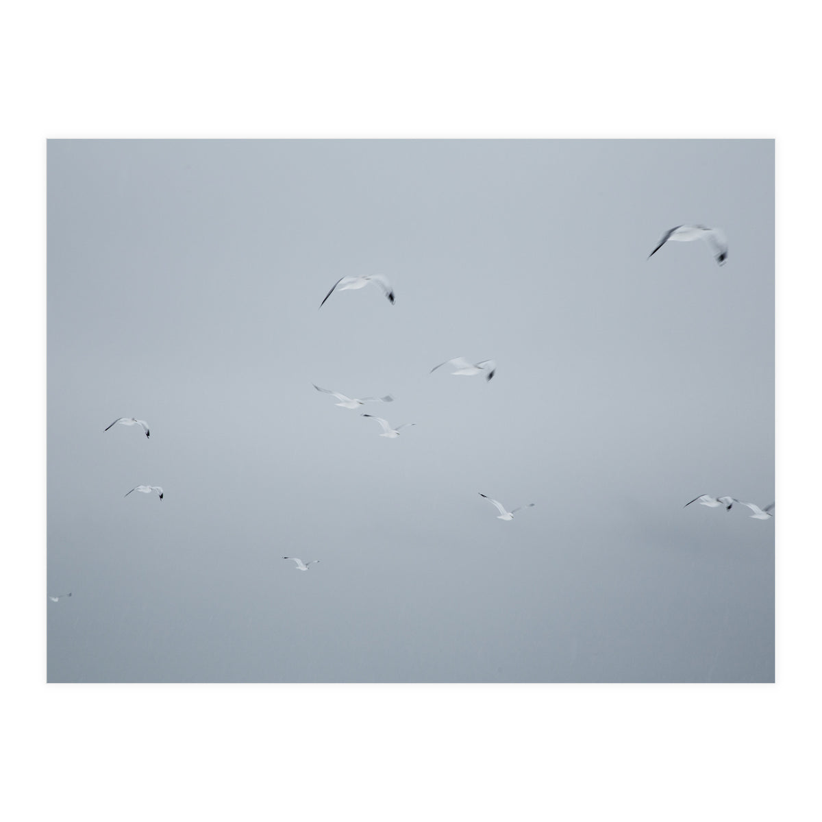 Flying seagulls in the winter sky (Print Only)