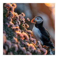 Puffin Bird On Rocks Near Pink Flowers At Sunset (Print Only)