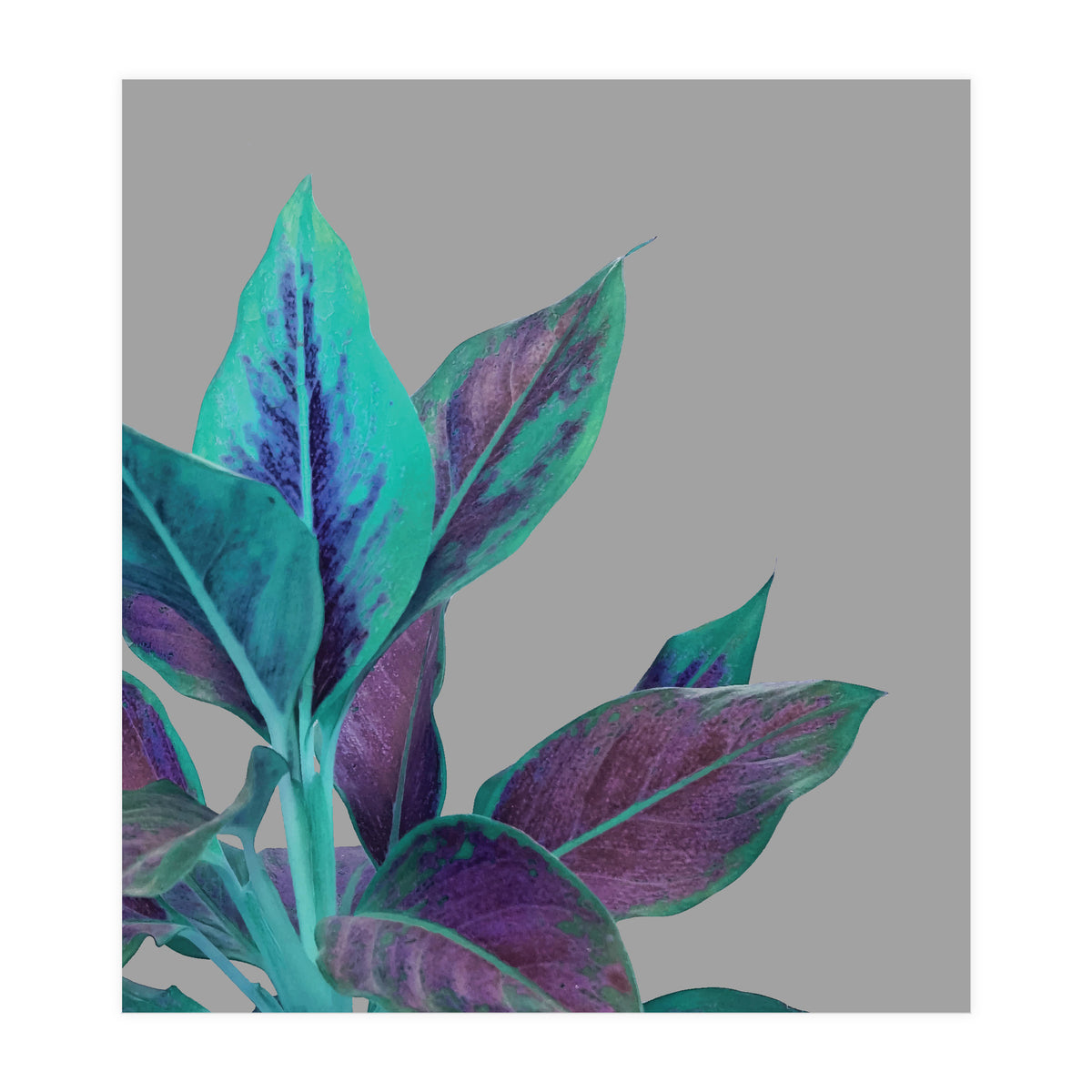 Still Nature (Print Only)