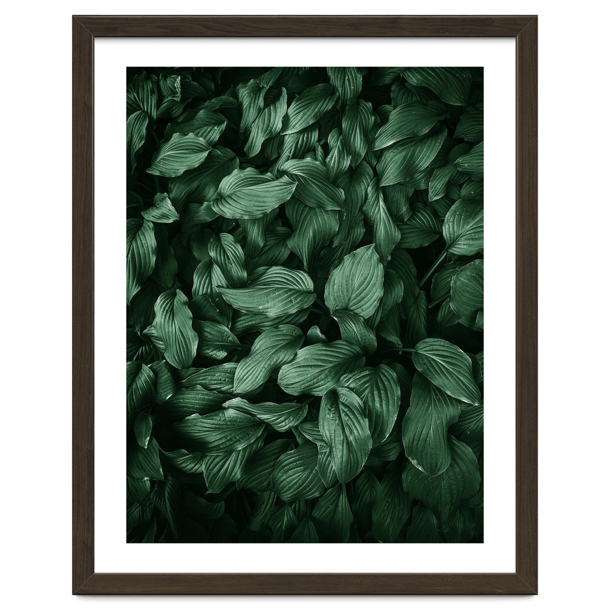 New Foliage Green Ii